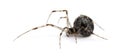 Common house spider - Achaearanea tepidariorum