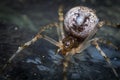 Common House Spider Royalty Free Stock Photo