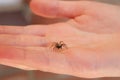 Common house spider crawling on a persons hand