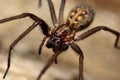 Common house spider (Tegenaria domestica)