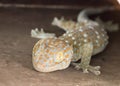 Common house Tropical Gecko climbing on wall (Hemidactylus frenatus), Thailand