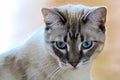 A common housecat with vibrant blue eyes with a peach background