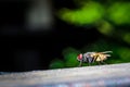 Common housefly in close up