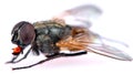 common housefly detail Royalty Free Stock Photo