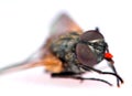 Common housefly detail Royalty Free Stock Photo