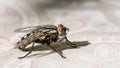 Common Housefly or fly, closeup side view. Musca domestica Royalty Free Stock Photo