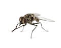 Common housefly , isolated Royalty Free Stock Photo