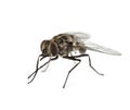 Common housefly , isolated Royalty Free Stock Photo