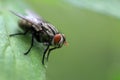 Common housefly macro Royalty Free Stock Photo