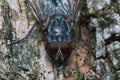 Common housefly (Musca domestica): detail of head Royalty Free Stock Photo