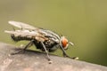 The Common Housefly Royalty Free Stock Photo