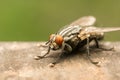 The Common Housefly Royalty Free Stock Photo