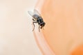 Common housefly ,Muscidae,in close-up on a plastic tube