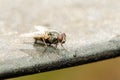 Common Housefly With Red Eyes Royalty Free Stock Photo