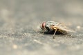 Common Housefly With Red Eyes Royalty Free Stock Photo