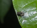 Common Housefly Sitting on Green Leaf Top Shot