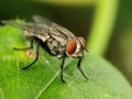Common housefly on top of leaf