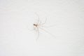 Common household long-legged spider on a white wall close up shot Royalty Free Stock Photo