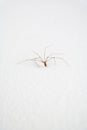Common household long-legged spider on a white wall close up shot Royalty Free Stock Photo