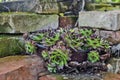 Common houseleek plant