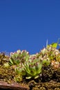 Common houseleek - Sempervivum tectorum Royalty Free Stock Photo