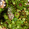 Common houseleek (Sempervivum tectorum) against a defocussed background