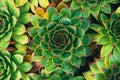 Common houseleek or sempervivum tectorum is also known as healing blade