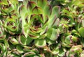 Common houseleek (Sempervivum tectorum) - closeup