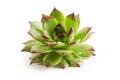 Common houseleek Sempervivum tectorum Royalty Free Stock Photo