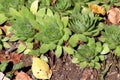 Common houseleek or Sempervivum tectorum rosette forming succulent evergreen perennial plants with green tufted sessile leaves Royalty Free Stock Photo