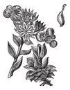 Common Houseleek or Sempervivum tectorum vintage engraving