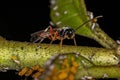 Common Hover Fly Parasitoid Wasp Royalty Free Stock Photo