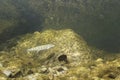 Underwater photography Common huchen Hucho hucho swimming, river habitat