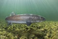 Underwater photography Common huchen Hucho hucho swimming Royalty Free Stock Photo