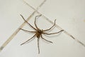 Common huntsman spider crawling on home tile floor