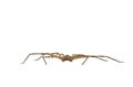 Common huntsman spider crawling on white background Royalty Free Stock Photo