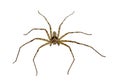 Common huntsman spider crawling on white background Royalty Free Stock Photo