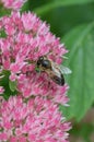 Common Hylotelephium spectabile, pink flowers in close-up with honeybee Royalty Free Stock Photo