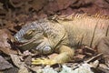 Common iguana (Iguana iguana) with an open mouth