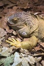 Common iguana (Iguana iguana) with an open mouth