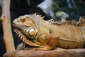 Common iguana laying on a rock in its habitat Royalty Free Stock Photo