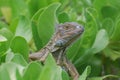 Common Iguana Perched in a Green Bush Royalty Free Stock Photo