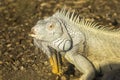 Common iguana, profile, portrait, close-up. Large herbivorous lizard of the iguana family