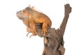 Common Iguana (red morph) sitting on a driftwood. Royalty Free Stock Photo