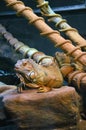 Common iguana resting inside its habitat at Cattolica aquarium Royalty Free Stock Photo