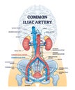 Common iliac artery as aorta towards the pelvic region outline diagram