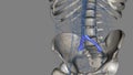 The common iliac vein is formed by the unification of the internal and external iliac veins