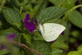 Common Immigrant Butterfly on Purple Flower Royalty Free Stock Photo