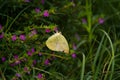 Common Immigrant Butterfly on Purple Flower Royalty Free Stock Photo