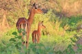 Common Impala - African Wildlife Background - Baby Animals and their Moms Royalty Free Stock Photo